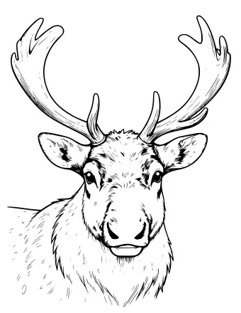 Black and white line art portrait of a reindeer's face, showing large branching antlers, wide ears, and detailed fur texture on the muzzle and neck.